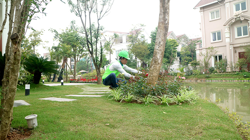 Dịch vụ chăm sóc sân vườn Gia Hoàng chuyên nghiệp, uy tín